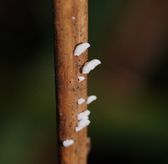 Panellus minimus