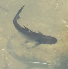 Striped Catfish photo 3