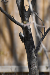 Certhia americana americana