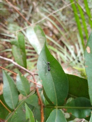 Gigantiops destructor