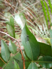 Gigantiops destructor