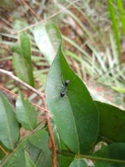 Gigantiops destructor