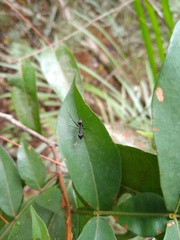 Gigantiops destructor