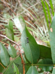 Gigantiops destructor