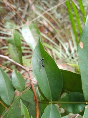 Gigantiops destructor