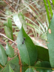 Gigantiops destructor