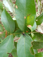 Gigantiops destructor