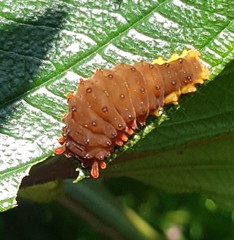 Trypanophora semihyalina