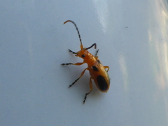 Phyllobrotica