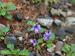 Ajuga pygmaea