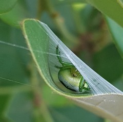 Bijoaraneus mitificus
