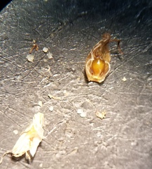 Eleocharis albida