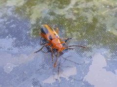 Phyllobrotica