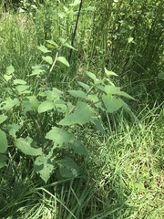 Jaltomata procumbens