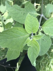 Jaltomata procumbens