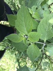 Jaltomata procumbens