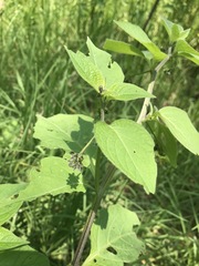 Jaltomata procumbens