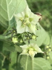 Jaltomata procumbens