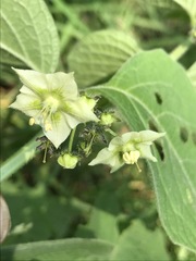 Jaltomata procumbens