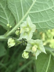 Jaltomata procumbens