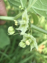 Jaltomata procumbens