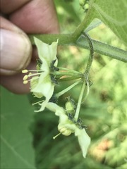 Jaltomata procumbens