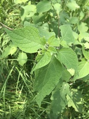 Jaltomata procumbens