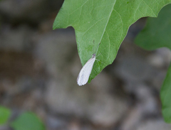 Leptosia nina