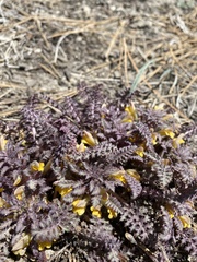 Pedicularis semibarbata