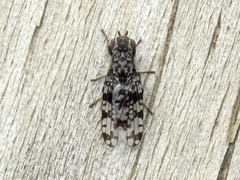 Pseudotephritis corticalis