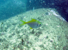 Schuettea scalaripinnis