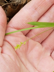Carex gracilescens