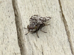 Pseudotephritis corticalis