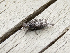 Pseudotephritis corticalis