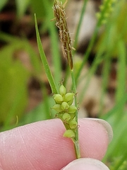 Carex gracilescens
