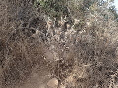 Cirsium occidentale