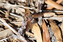 Ligyra punctipennis