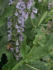 Apis mellifera