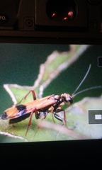 Sphictostethus calvus