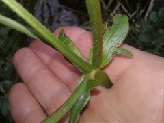 Ranunculus insignis