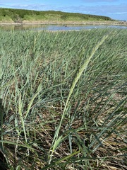 Leymus mollis mollis