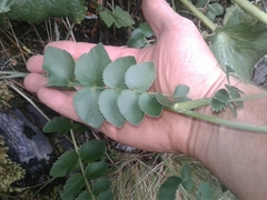 Gingidia montana