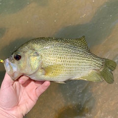 Ambloplites cavifrons