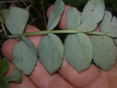 Gingidia montana