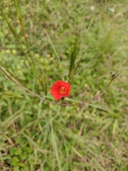Ipomoea indivisa