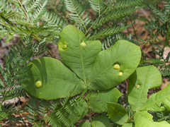 Phylloxera caryaeglobuli