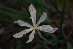 Iris purdyi