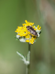 Acmaeodera hepburnii