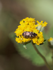 Acmaeodera hepburnii