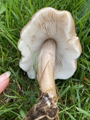 Pluteus cervinus cervinus
